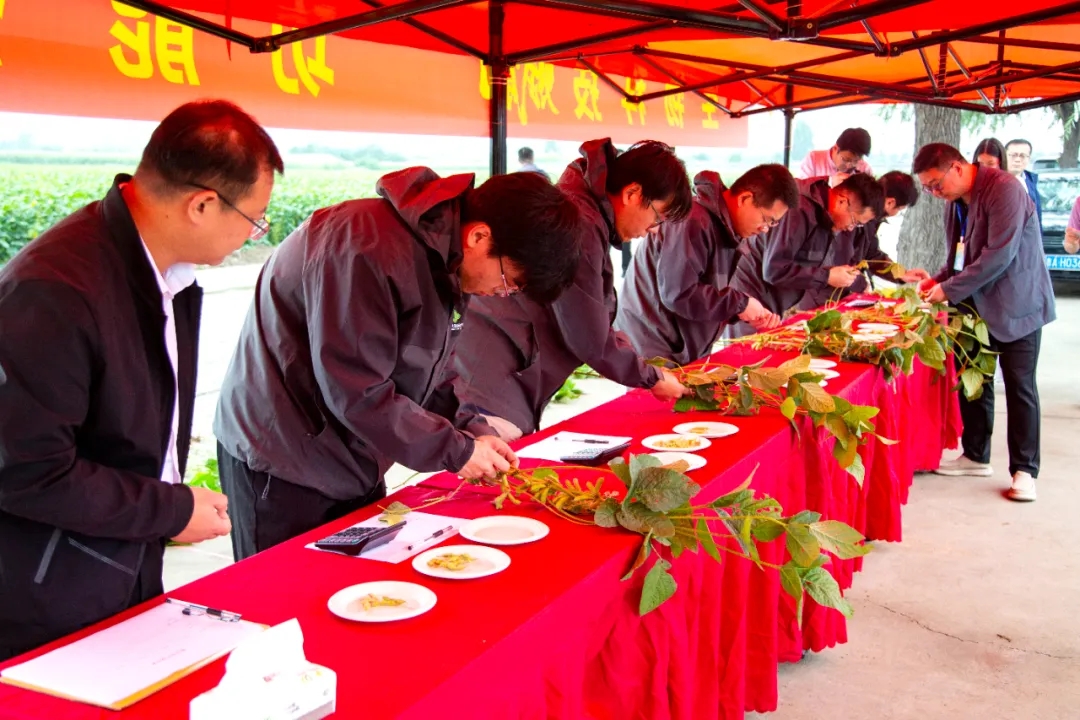 讓“糧袋子”更穩(wěn)“錢(qián)袋子”更鼓丨山東供銷(xiāo)功能糧飼作物育種成果為現(xiàn)代農(nóng)業(yè)注入新動(dòng)能
